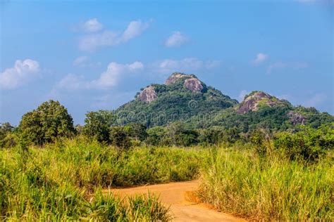 Sri Lanka Tropical Forest Stock Photo Image Of Summer 66426866