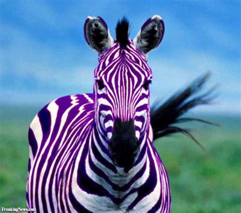 Purple Zebra Pictures