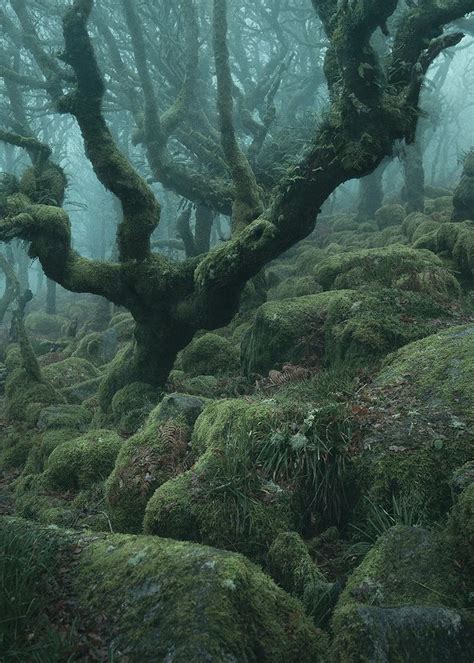 Lisas World Theres A Real Life Enchanted Forest And Its In Dartmoor