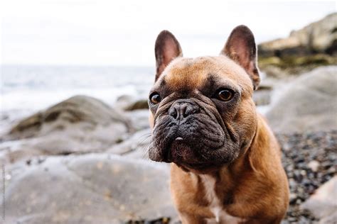 A Brown French Bulldog Puppy At A Rocky And Overcast New England Beach