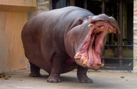 Fotos Del Hipopótamo Común Imágenes Y Fotos