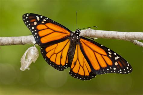 Fascinujúce Fakty O Motýľovi Monarchu