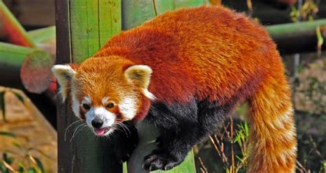 Interesting Facts About Red Pandas