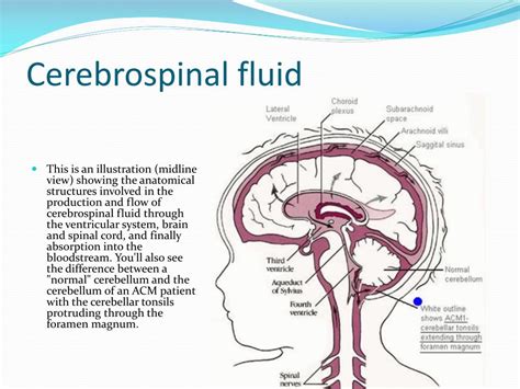 Ppt Cerebral Circulation And Csf Formation Powerpoint Presentation Id