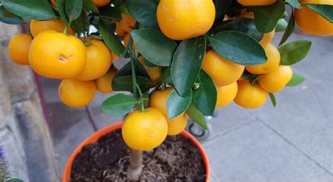 Growing Orange Trees In Pots Complete Care Guide Uk