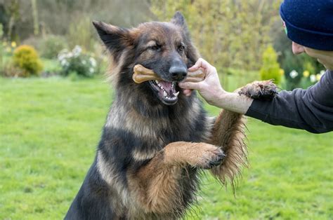 Why Do German Shepherds Bite And How To Make Them Stop