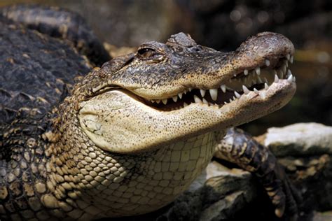Nile Crocodiles Sometimes Eat Fruit Legumes Nuts And Grains