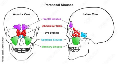 Human Paranasal Sinuses Anatomy Infographic Diagram Skull Anterior And