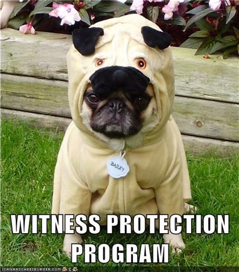 Funny Pug Costume Meme Memes Photo 33904391 Fanpop