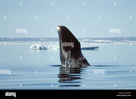 Bowhead Whale Balaena Mysticetus Breaching Canada Igloolik Stock