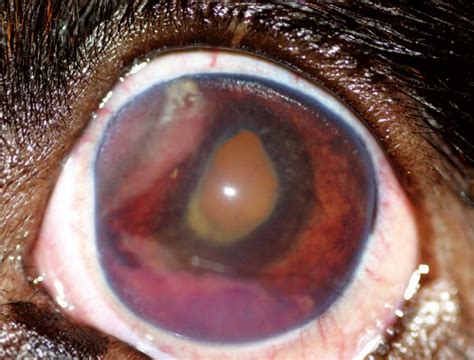 Many diagnoses of uveitis were made in cats with intraocular tumors. SIGNS, DIAGNOSIS AND TREATMENT OF UVEITIS IN COMPANION ...