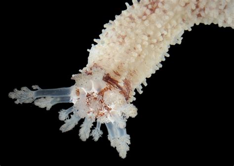 Rewriting The Evolutionary History Of Sea Cucumbers Research News