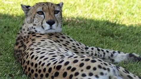Zoos Malaga, the perfect plan for the whole family - Malaka Turismo