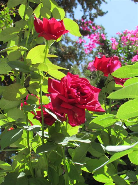 Red Roses Pater Noster Garden Israel With Images Red Roses