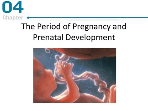 Chapter The Period Of Pregnancy And Prenatal Development