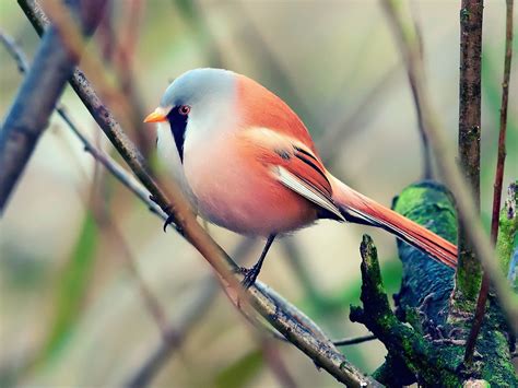 Colorful Bird Perched Wallpaper Free Hd Bird Downloads