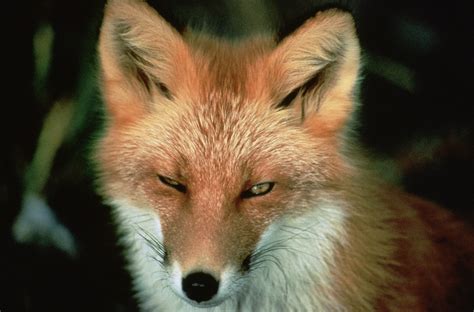 Free Photo Red Fox Animal Wildlife Nature Free Image On Pixabay