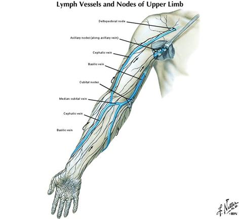 Lymph Vessels And Nodes Of Upper Limb Lymph Vessels Lymph Fluid