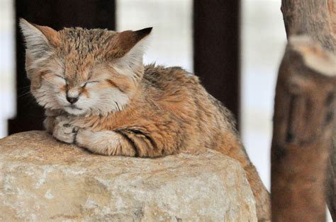 Cats are obligate carnivores, their bodies, from their teeth, to there intestines, to the missing enzymes in their saliva and stomach, are meant only to eat meat, bone and organs. Animal Files - Sand Cats: The only Cats That Live in the ...