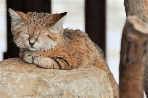 This small cat is widely distributed in the deserts of north africa, the middle east and central asia. Animal Files - Sand Cats: The only Cats That Live in the ...