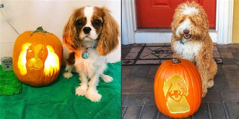 Dog Jack O Lantern Halloween Trend 2017 8 Dog Pumpkin