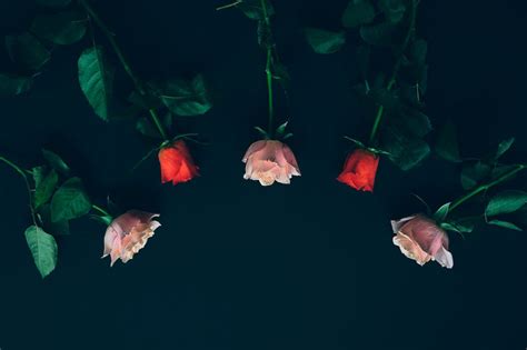 Maybe you would like to learn more about one of these? Royer's Flowers And Gifts Hershey Hours - Royers Flowers ...