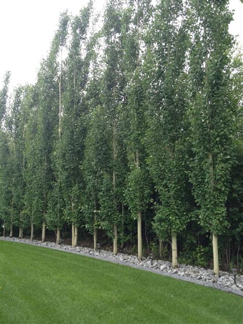 There is an easy solution: Columnar trees - Laidback Gardener