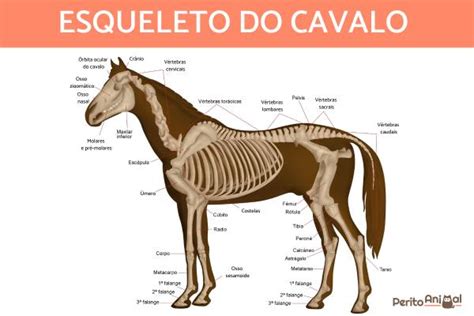 Anatomia Do Cavalo Esqueleto Morfologia E Músculos