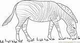 Zebra Coloringpages101 Mammals Zebras sketch template