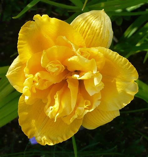 Over het algemeen variëren daglelie kleuren van het verwachte geel, tot roze, rood, lavendel en. Daylily (Hemerocallis 'Betty Woods') in the Daylilies ...