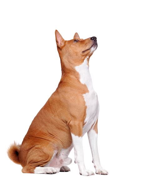 Premium Photo Side View Picture Of A Sitting Basenji Dog Looking Up