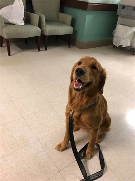Dog Therapy Training NC | Dog Therapy Training by Camelot ...