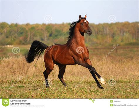 And two more, the second day. Bay Arabian Horse Running Stock Photos - Image: 12661453