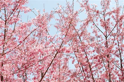 Best Time To See Cherry Blossom In Taiwan 2024 When To See Roveme