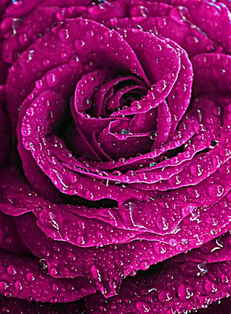 Purple Coloured Rose Raindrops Rosanna Zavanaiu Flickr