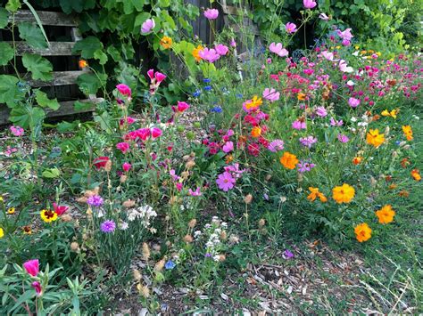 Had Extra Wildflower Seeds And Planted Them Outside The Fence Near A