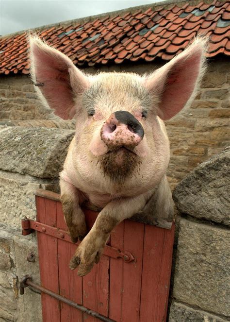 Geruchssinn Warum Schweine Solche Supernasen Sind Welt