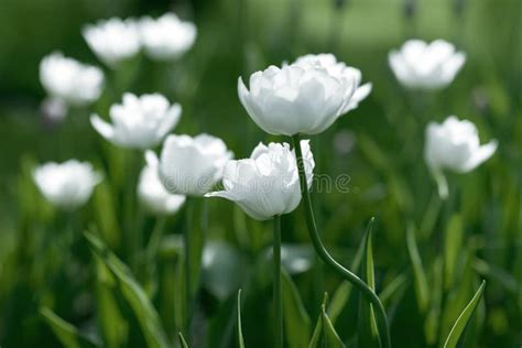 White Tulips On Field Stock Image Image Of Green Buds 65918827