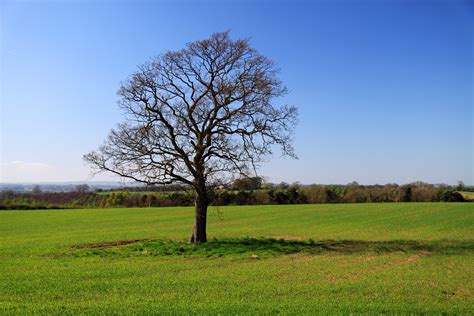 Free Images Landscape Tree Nature Horizon Sky Wood Field Lawn