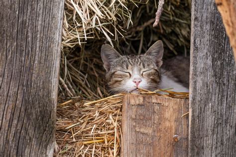 The Life Of A Barn Cat One At A Time Pet Rescue