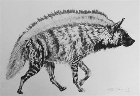 How To Draw A Striped Hyena At How To Draw