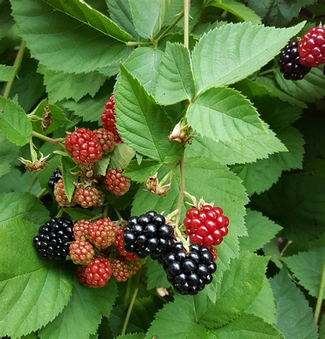 Free Images Fruit Berry Flower Produce Fresh Blackberry