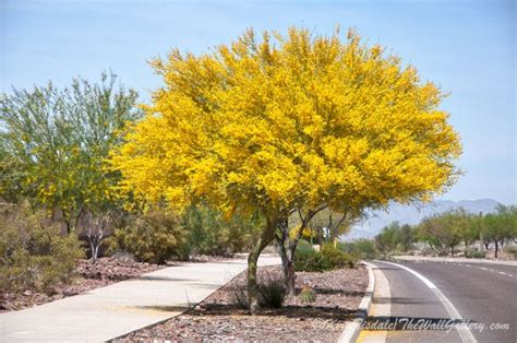 The Palo Verde Tree In Spring Bloom Excerpts From A Photo Shoot