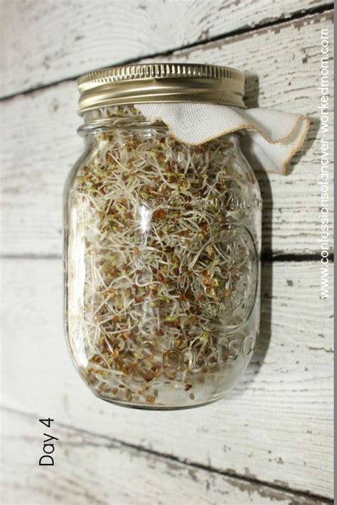 How To Make Your Own Sprouting Jar And Sprout Seeds Jar Jar Ts