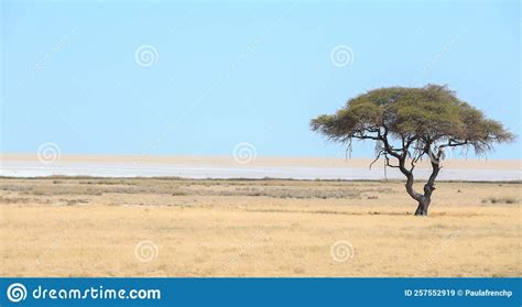 A Lone Acacia Tree With The Etosha Pan In The Background Stock Image