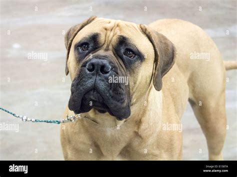 What Kind Of Dog Is A Bullmastiff