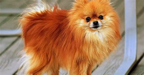 10 Best Small Fluffy Dog Breeds The Buzz Land