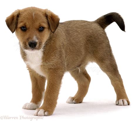 Dog Small Brown Puppy Photo Wp02272