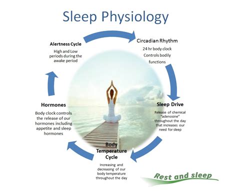 The Physiology Of Sleep Elysium Soul
