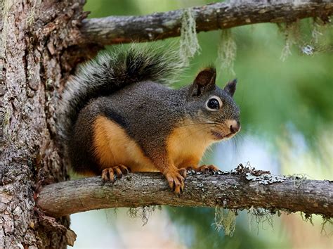 Douglass Squirrel Us National Park Service